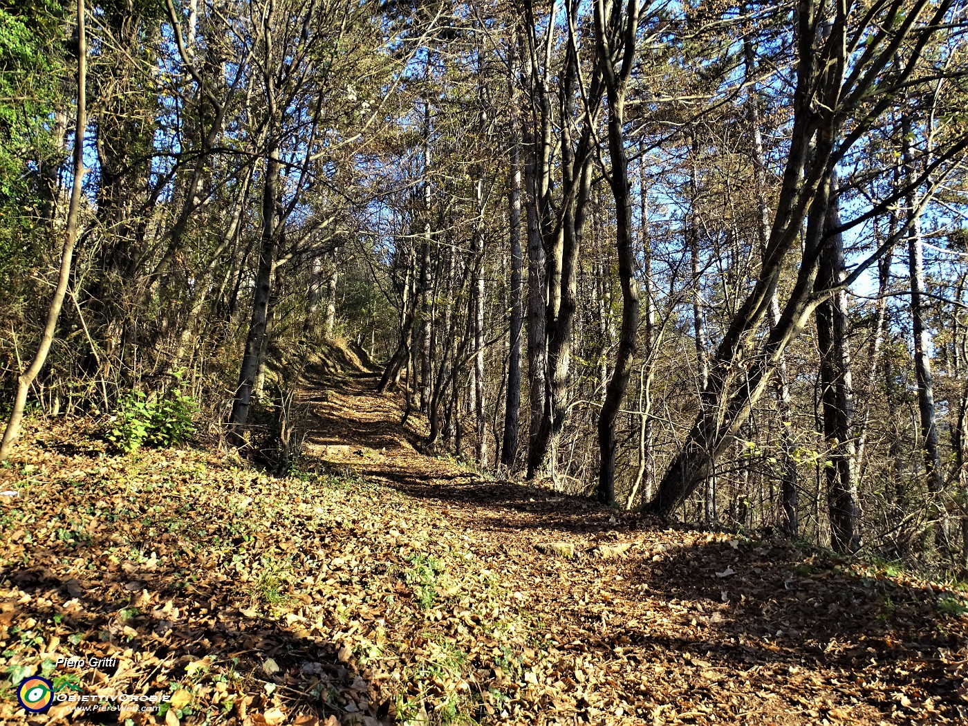 15 Sul sent. 505 nel bosco.JPG